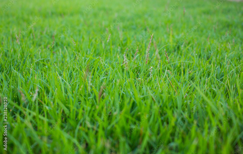 green grass leaf pattern in meadow, the grass texture in nature background green grass leaf pattern in meadow, the grass texture in nature background