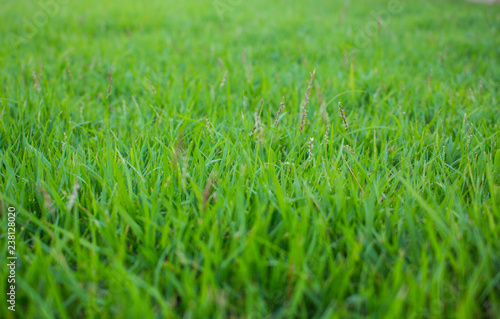 green grass leaf pattern in meadow, the grass texture in nature background