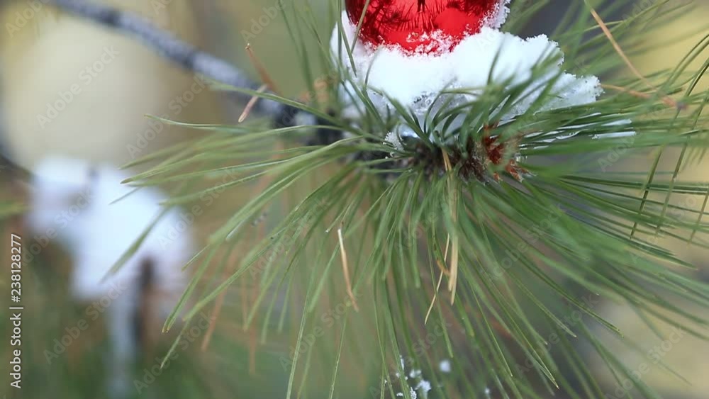 Red Christmas Ornament Ball Sitting in Snow on Branch of Pine Tree Red Christmas Ornament Ball Sitting in Snow on Branch of Pine Tree