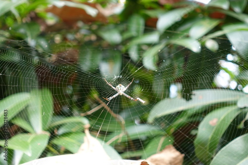 Spider hanging on web