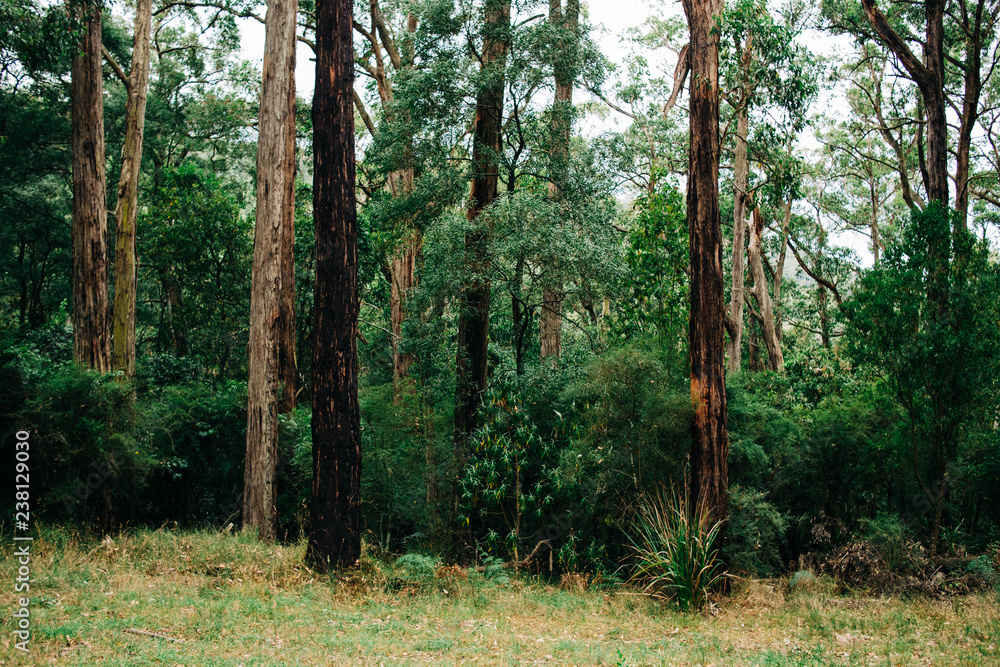 Obraz premium Trees amongst rainforest