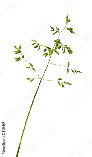 Poa pratensis photo