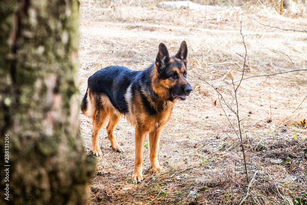 Dog German Shepherd in the forest in an early spring Dog German Shepherd in the forest in an early spring