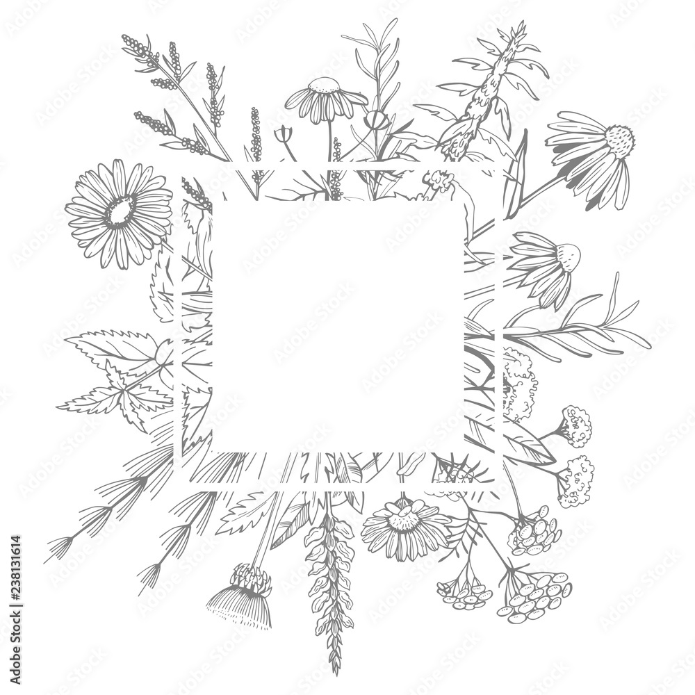 Obraz premium Hand drawn medicinal herbs.Vector frame
