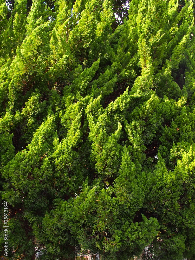 Naklejka premium 西日の当たるコニファー