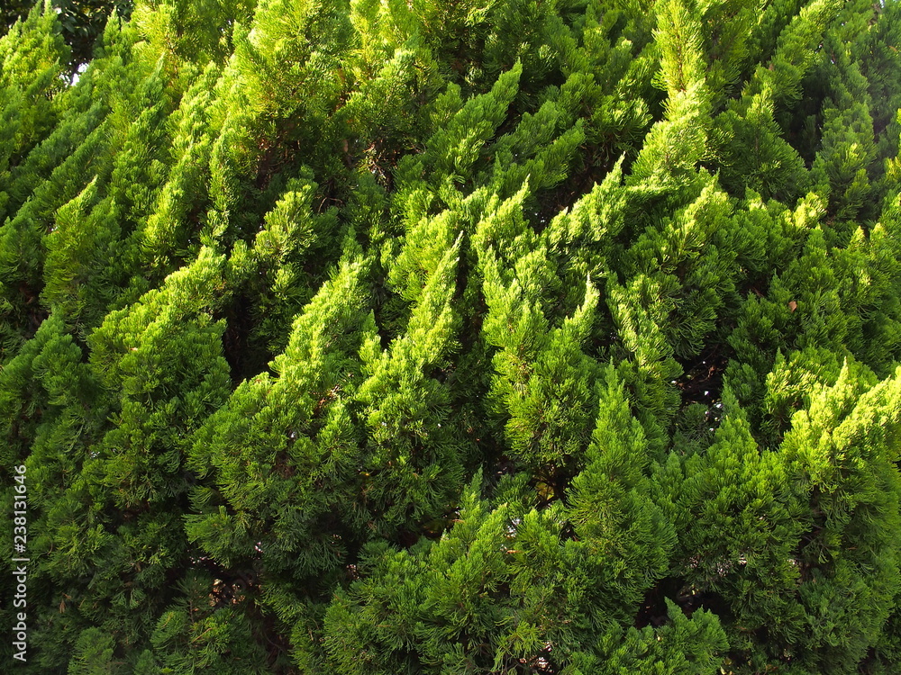 Obraz premium 西日の当たるコニファー