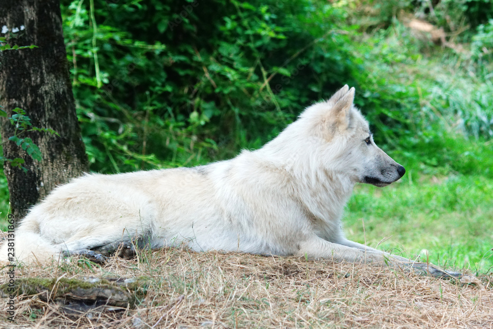 loup arctique au repos loup arctique au repos