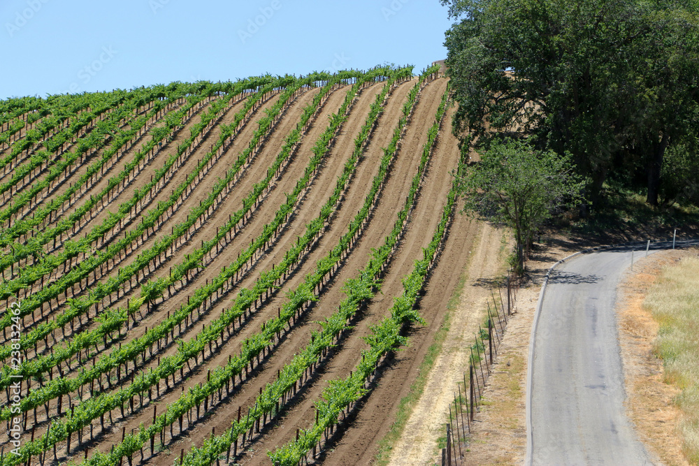 Naklejka premium road and rows of vines in hillside vineyard