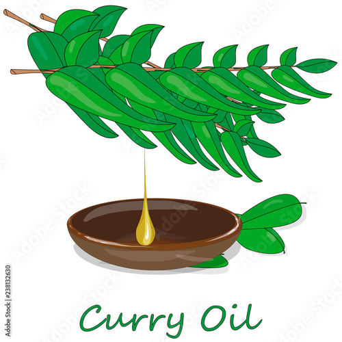 Herbs and spices collection curry leaves - vector illustration.