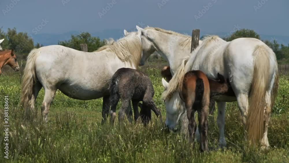 White Camargue horse, Camargue, France White Camargue horse, Camargue, France