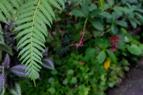 Fresh green fern leaves on black background in a garden
