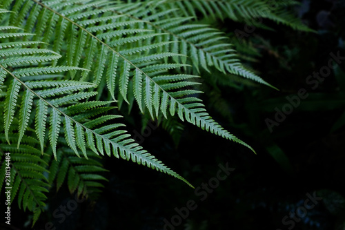 Fresh green fern leaves on black background in a garden