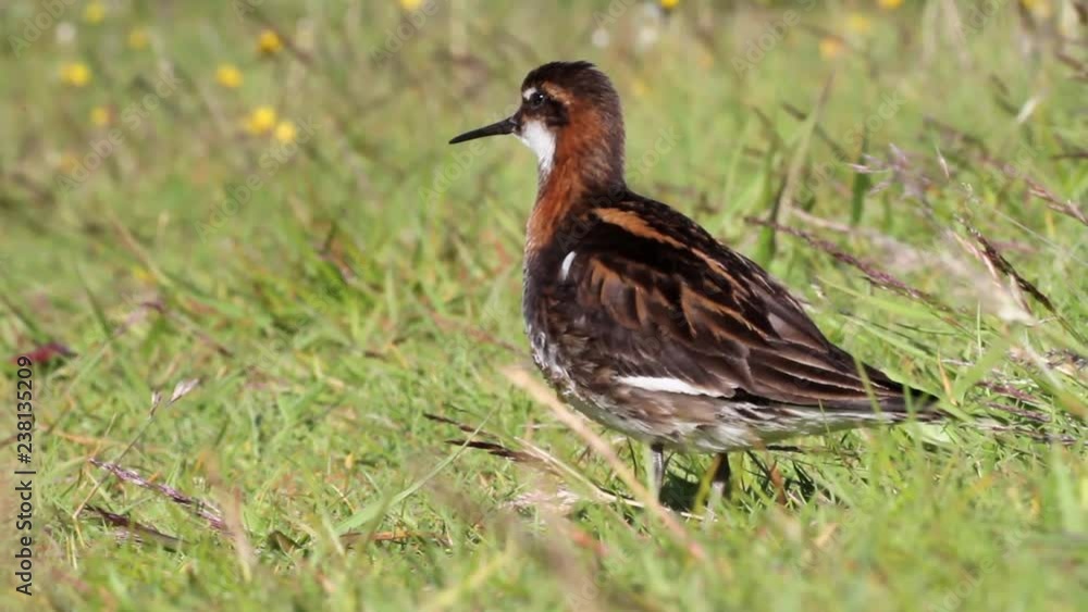 Red necked phalarope Close up shot of Red necked phalarope in Iceland Red necked phalarope Close up shot of Red necked phalarope in Iceland