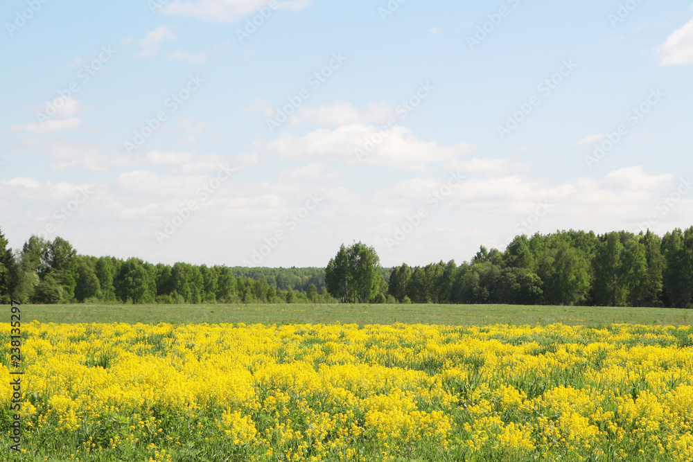 Field of rapeseed in Kostroma region, Russia