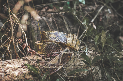 Snakeskin leather luxury python belt outdoors in the rainforest of Bali.