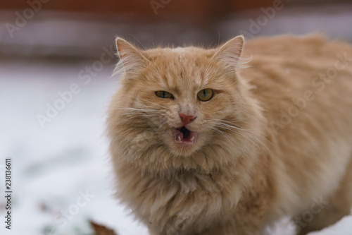 Fototapeta Naklejka Na Ścianę i Meble -  Yawning red cat at the winter yard