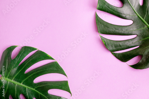 Flat lay top view Two green monstera leaves on bright pink background. Tropical mock up. space for text or lettering