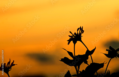silhouette of a dead flower in sunset