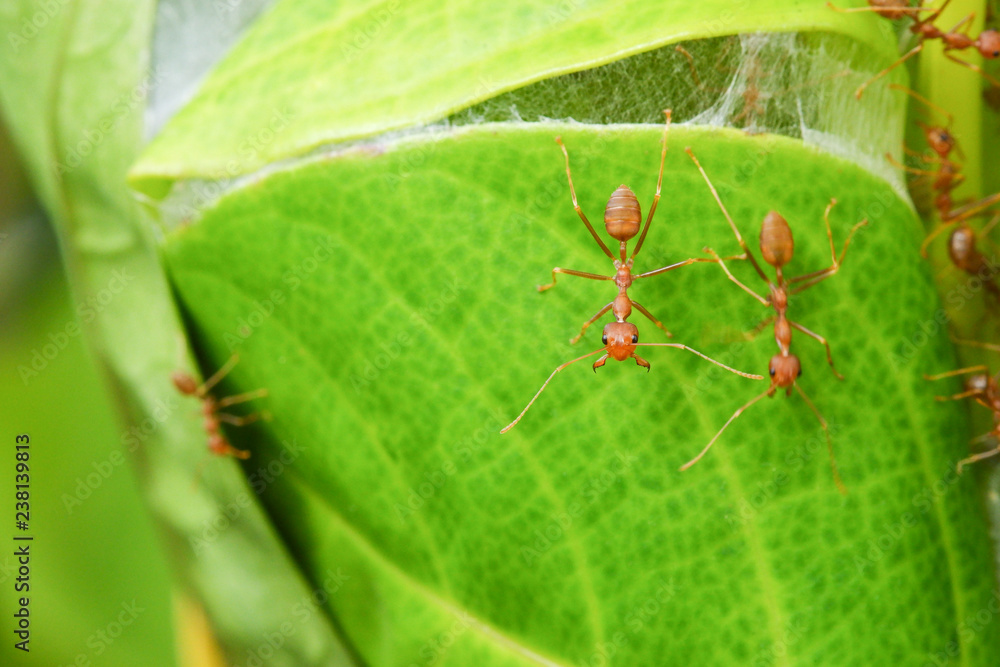 Red weaver ants teamwork. Concept A little power from the team power. With great work. Red weaver ants teamwork. Concept A little power from the team power. With great work.