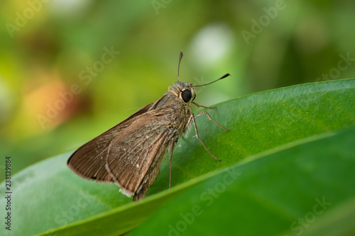 Ocola Skipper is our smallest butterfly, with dark brown wings, no markings in the Hesperiidae. Sitting on a green leaf with a blurred background.
