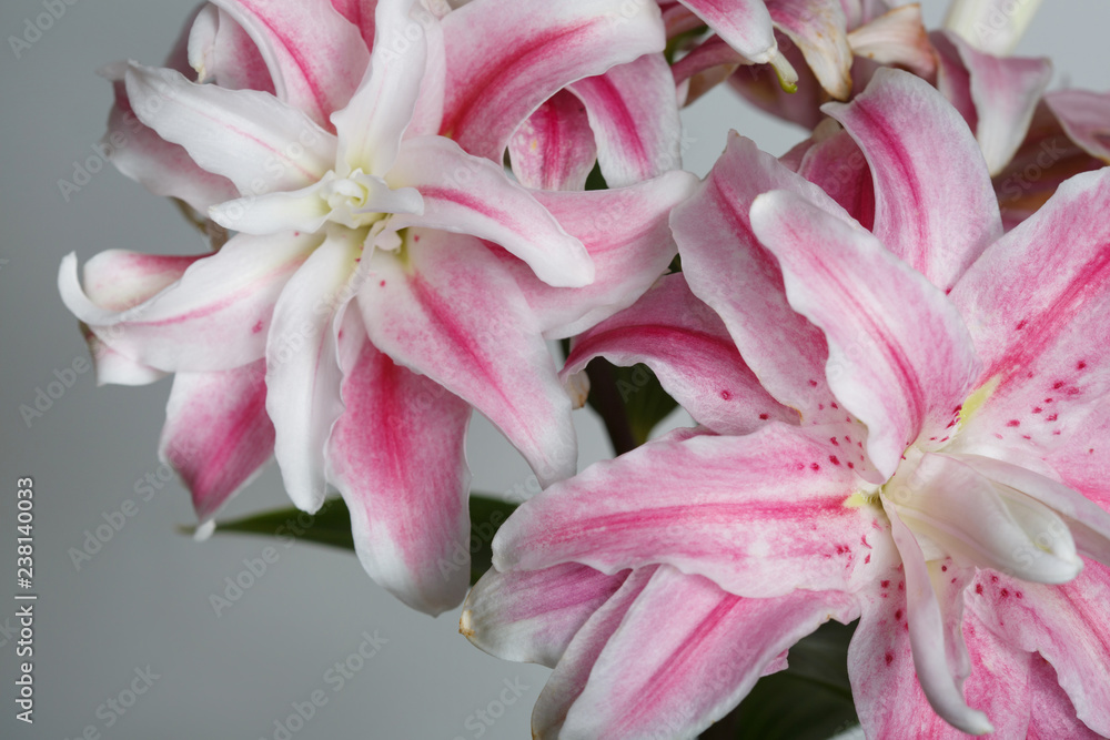 A branch of unusual pink flowers of terry lily isolated on a gray background.