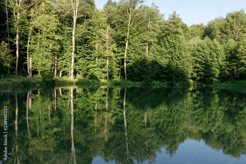 Obraz premium Basin forest like and its inhabit nature summer.