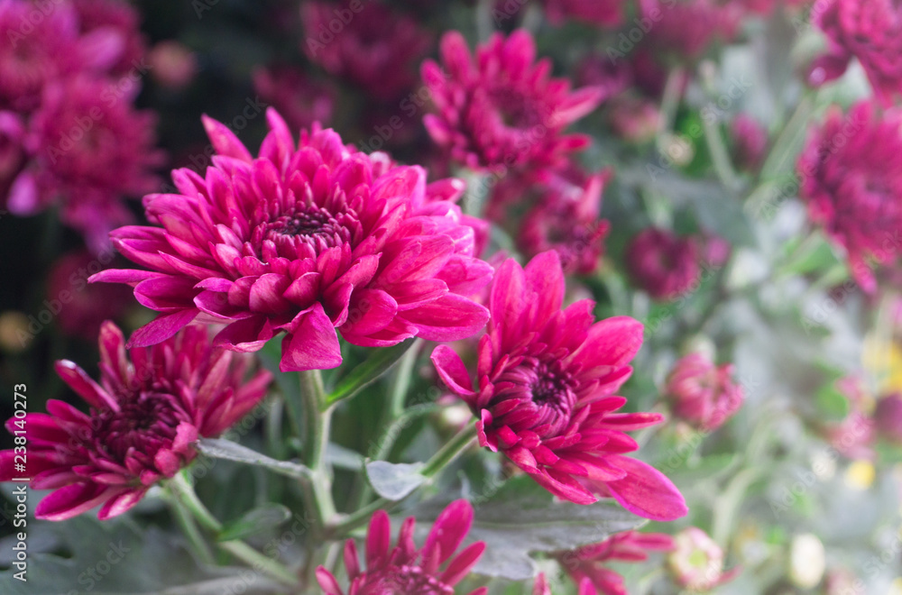 Beautyful deep pink mums flowers is blooming in pot at flower market,blur background,chrysanthemum Beautyful deep pink mums flowers is blooming in pot at flower market,blur background,chrysanthemum