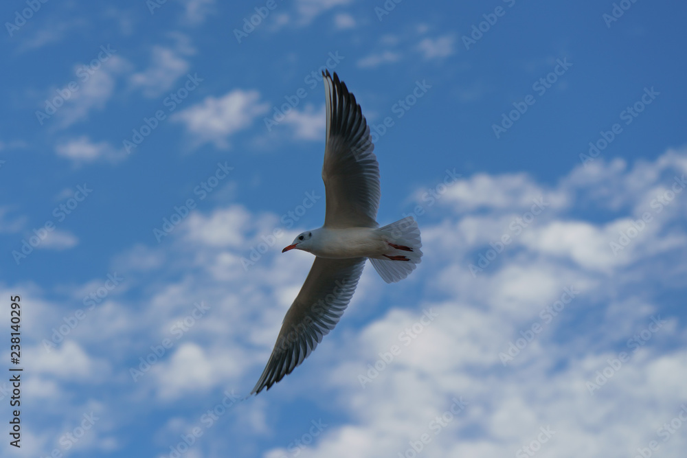 Fototapeta premium Snow white seagull flying in the sky