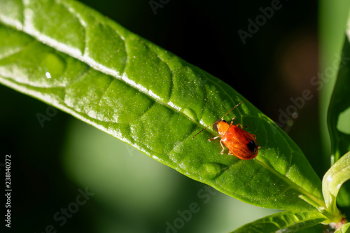 Closeup image of red cucurbit beetle on the green leaf with blurred background.