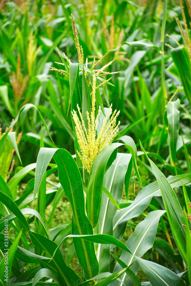 Fototapeta premium Millet in the agriculture field