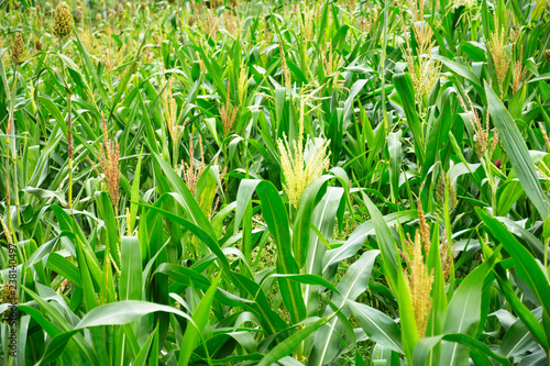 Millet in the agriculture field