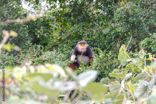 Red-shanked Douc- Langur on Son Tra peninsula in Da Nang City, Vietnam photo