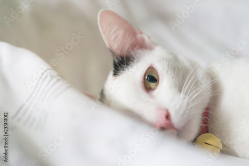 Cute white cat lying in bed. Fluffy pet is gazing curiously. Stray kitten sleep on bed. Cozy home background, morning bedtime.