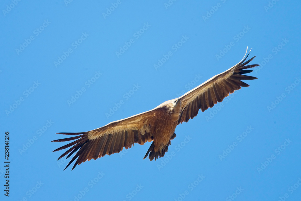 Griffon Vulture, (Gyps fulvus), soaring overhead, Extremadura, Spain. Griffon Vulture, (Gyps fulvus), soaring overhead, Extremadura, Spain.
