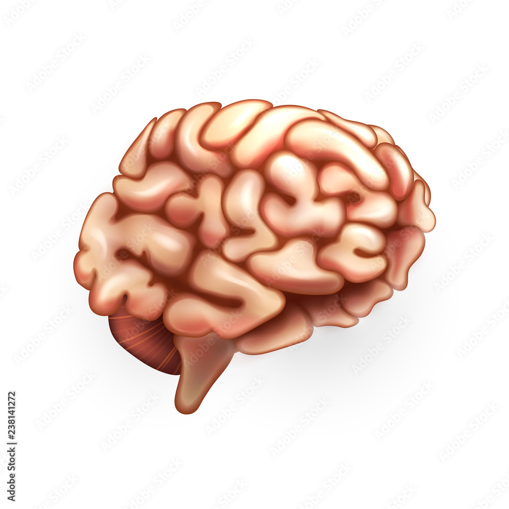 Human Brain. Illustration isolated on white background. Graphic concept for your design Human Brain. Illustration isolated on white background. Graphic concept for your design