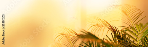 Shadows of tropical palm leaves on pastel yellow wall background. Summer banner with copy space