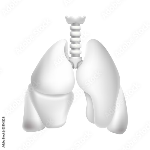 Human lungs. Illustration isolated on white background. Graphic concept for your design