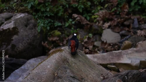 White-capped Water-redstart (Phoenicurus leucocephalus) Sitting on Rock photo