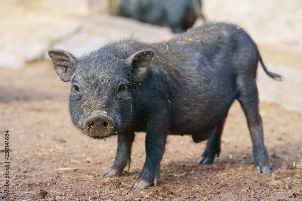 Cute black baby-pig Cute black baby-pig