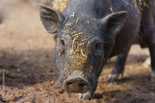 Photography Cute black pig