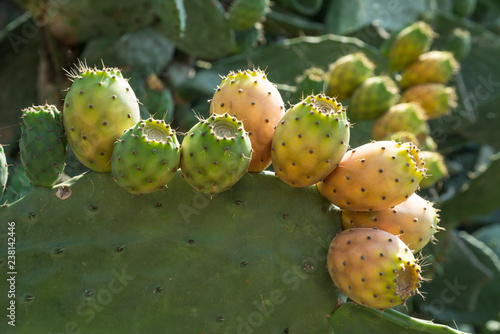 Opuntia fruit or prickly pear fruit in nature.
