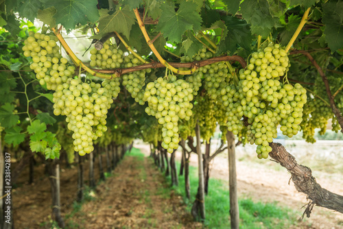 Canvas Print Large ripe clusters of white table grapes on the vine.