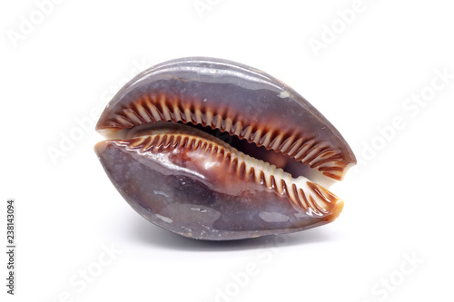 Shells / Sea shells : Cowrie shell , Isolated on white background. photo