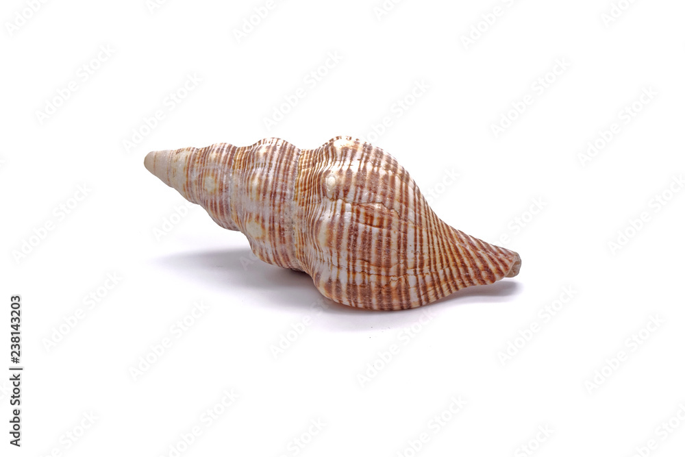 Sea shell , isolated on white background Sea shell , isolated on white background
