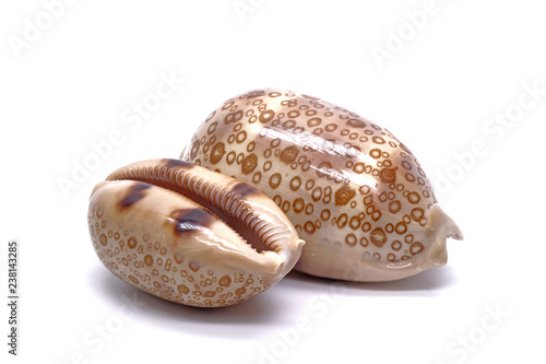 Fotografie Sea shell / Cowrie shells : Eyed cowrie (Cryprae argus) , isolated on white back