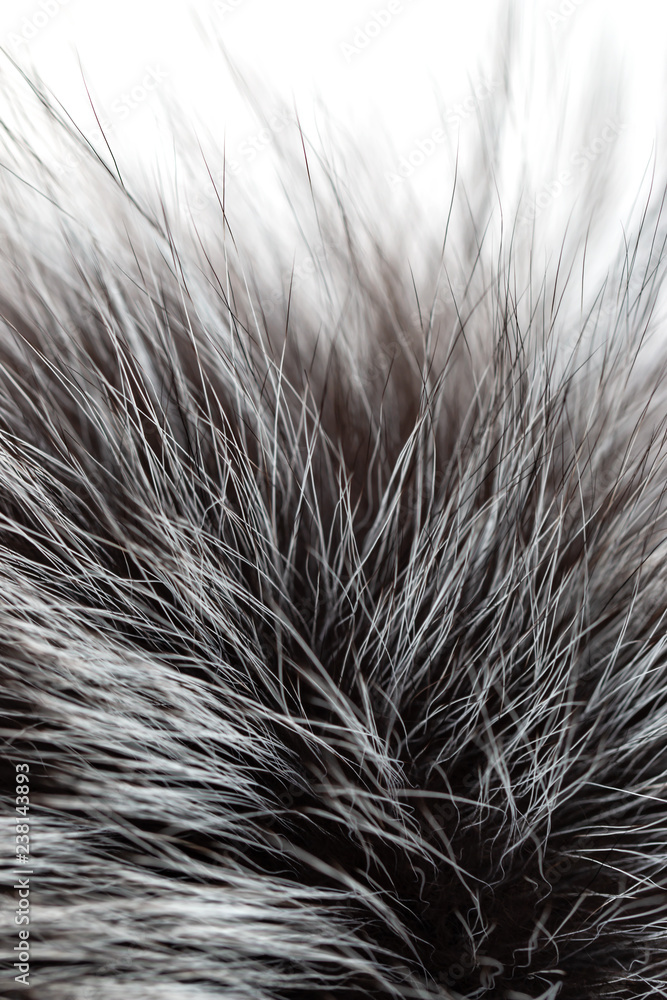 Fototapeta premium black and gray fur on a white background