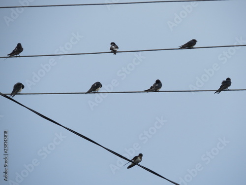 Row of swallows perched on overhead wire