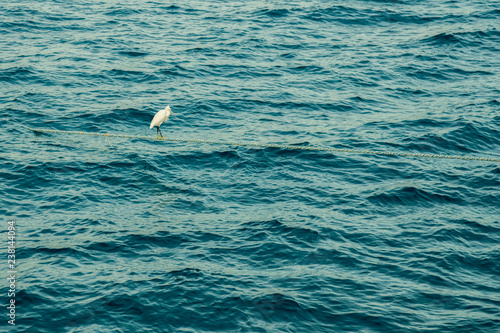 Egret stands on an anchorage in the middle of the sea © jollier_