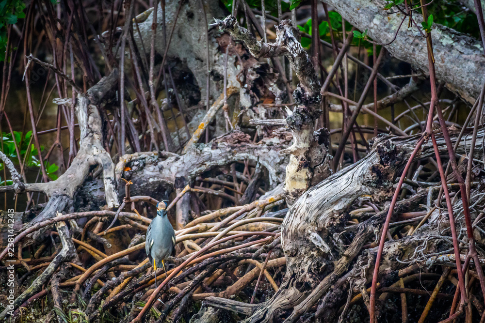 A Yellow-Crowned Night Heron in Sanibel Island, Florida