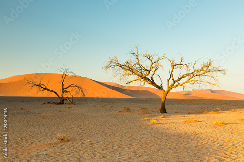 Sonnenaufgang an der Düne 45 in Namibia